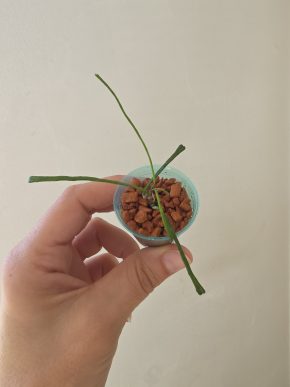 Hoya retusa