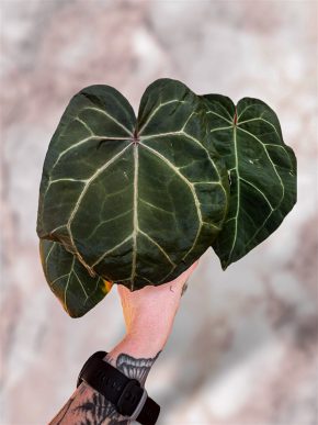 Anthurium Ace of Spades x (Zara x Michelle)