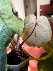 Photoroom_20250911_112614.jpeg