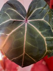 Photoroom_20250911_112514.jpeg