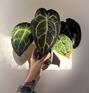 Anthurium Crystallinum x Forgetii