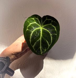 Anthurium No ID