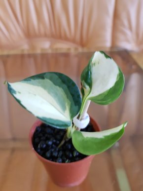 Epipremnum Manjula - baby rostlinka