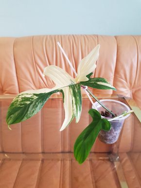 Philodendron Florida Beauty - již bohatě zakořeněný řízek s aktivním růstovými bodem