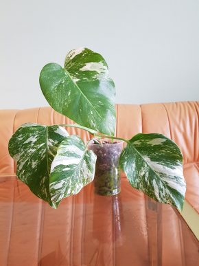 Monstera albo variegata - vrcholový plně zakořeněný řízek