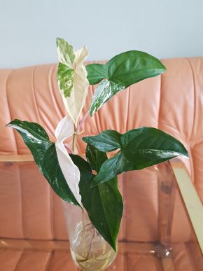 Syngonium Albo Variegata - již kořenící řízek
