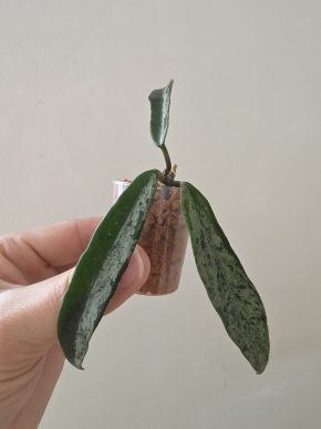 Hoya cv. Minibelle splash