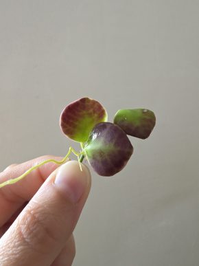 Hoya heuschkeliana albomarginata - řízek
