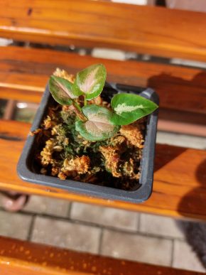 Růžové Syngonium 1