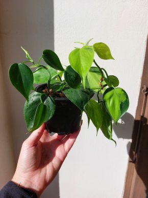 Philodendron Scandens + Brasil