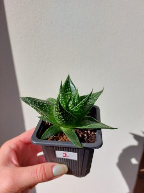 Aloe Tiki Tahi