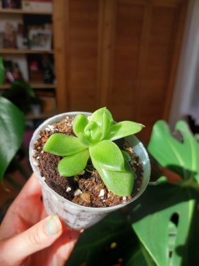 Echeveria