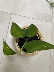 IMG_9191.jpeg