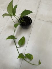 IMG_9187.jpeg