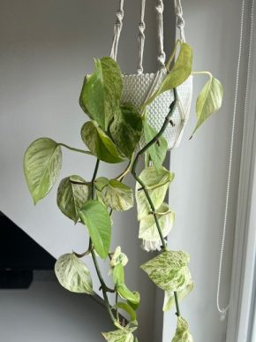 EPIPREMNUM MARBLE QUEEN 👑