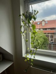 image9 (1).jpeg