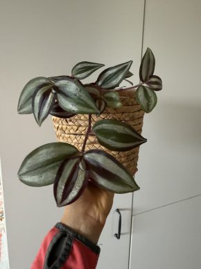 Tradescantia zebrina