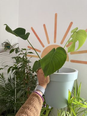 Monstera deliciosa
