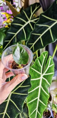 Alocasia Frydek