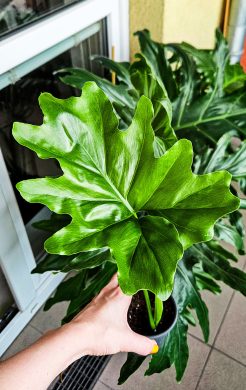 Philodendron xanadu