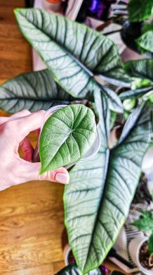 Alocasia Platinum sběratelská rostlina baby