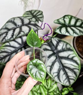 Alocasia silver dragon