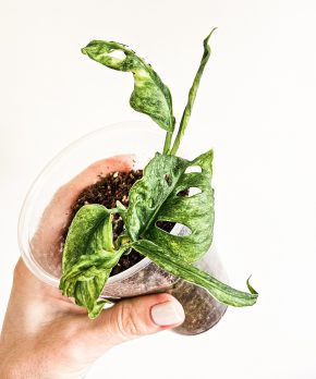 Monstera adansonii Mint