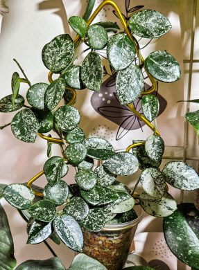 Hoya mathilde super silver splash