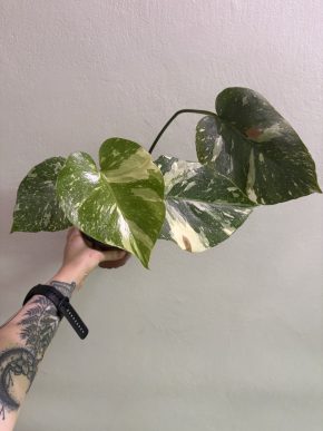Monstera Thai Constellation