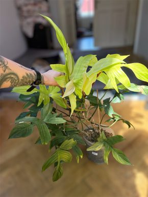 Obrovský philodendron Florida Ghost