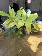 IMG_2519.jpeg