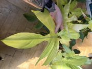 IMG_2518.jpeg
