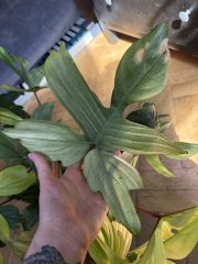 IMG_2516.jpeg