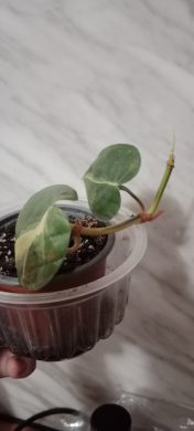 Rhododendron Brasil