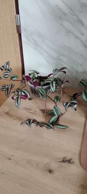 Tradescantia Zebrina