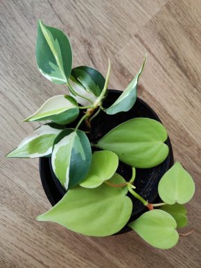 Philodendron Cream splash + Lemon lime