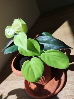 Philodendron Pink princess + Lemon lime
