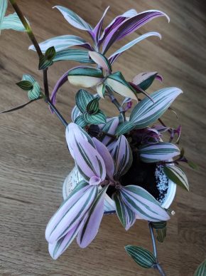 Voděnka pink dragon a albiflora rainbow, callisia gentlei