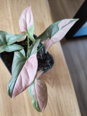 Syngonium Pink splash