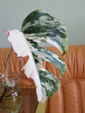 Monstera albo variegata - již s aktivním růstovým bodem