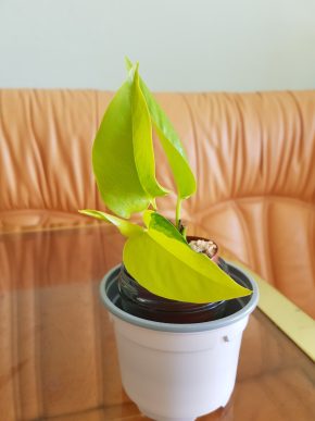 Epipremnum Neon