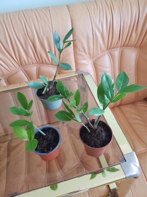 Zamioculcas