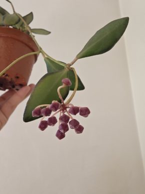 KVETOUCÍ Hoya sp. aff. burtoniae variegata (DS 70)