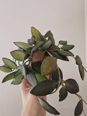 KVETOUCÍ Hoya sp. aff. burtoniae variegata (DS 70)