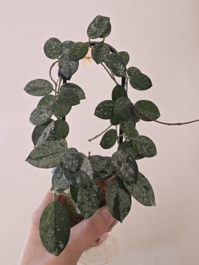 Hoya 'Mathilde' splash