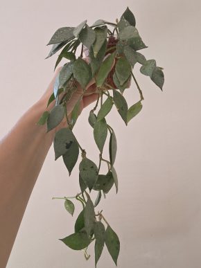 Hoya lacunosa 'Mint'