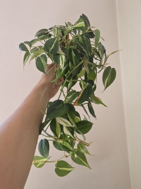 Philodendron cream splash