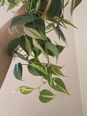 Philodendron cream splash