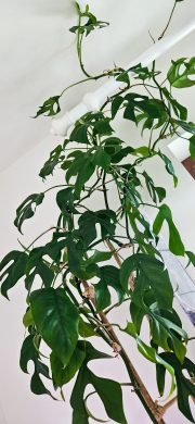 Raphidophora Tetrasperma/Monstera Minima