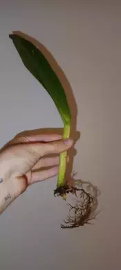 Philodendron crassinervium (řízek zakořeněný ve vodě) 1